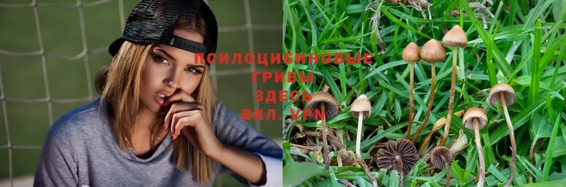 Псилоцибиновые грибы Magic Shrooms  закладки  Воткинск 